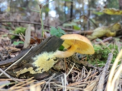 Gymnopilus penetrans