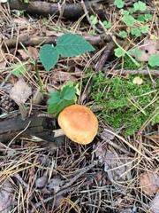 Gymnopilus penetrans