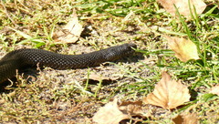 Vipera nikolskii