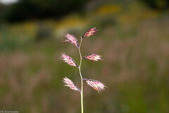 Bouteloua chondrosioides