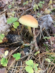 Gymnopilus penetrans
