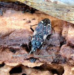 Eremocoris podagricus