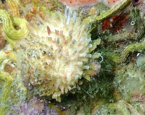 Chama gryphoides Linnaeus, 1758