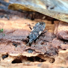 Eremocoris podagricus