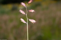 Bouteloua chondrosioides