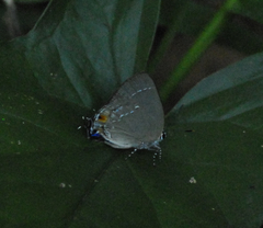 Ostrinotes halciones