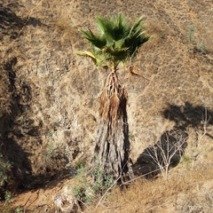 Washingtonia robusta