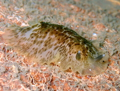 Dendrodoris grandiflora