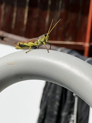 Schistocerca lineata