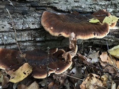 Ischnoderma resinosum