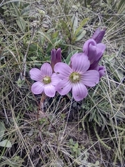 Oxalidaceae