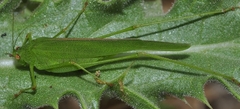 Phaneroptera sparsa