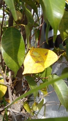 Phoebis neocypris