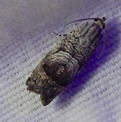 Ofatulena duodecemstriata
