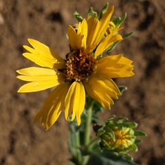 Verbesina encelioides