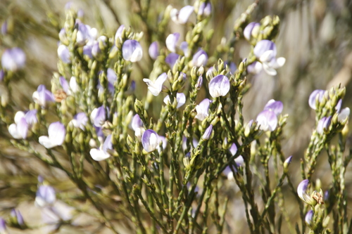 Image of Psoralea congesta by (c) Tony Rebelo, some rights reserved (CC BY-SA)