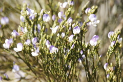 Psoralea congesta