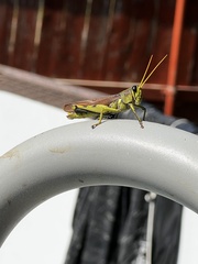 Schistocerca lineata