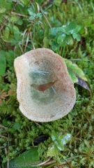 Lactarius deterrimus