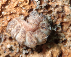 Lepidopleurus cajetanus