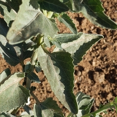 Verbesina encelioides