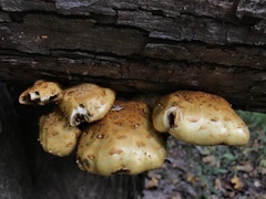 Pholiota aurivella