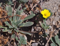 Camissoniopsis cheiranthifolia