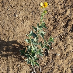 Verbesina encelioides