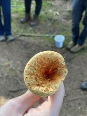 Turbinellus floccosus