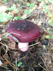 Russula