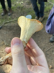 Turbinellus floccosus