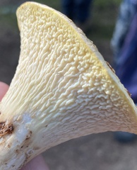 Turbinellus floccosus