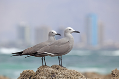 Leucophaeus modestus