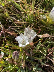 Gentiana algida