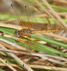 Trithemis kirbyi