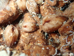 Striarca lactea
