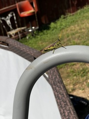 Schistocerca lineata