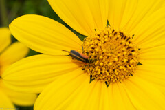 Chauliognathus opacus