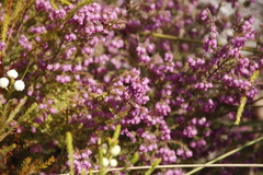 Erica parviflora