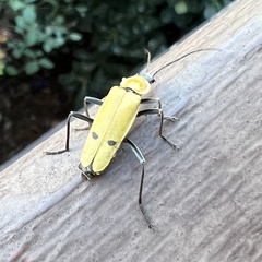 Chauliognathus misellus