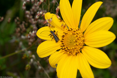 Chauliognathus opacus