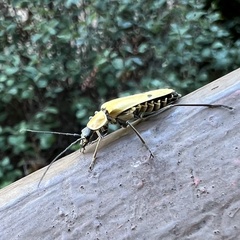 Chauliognathus misellus