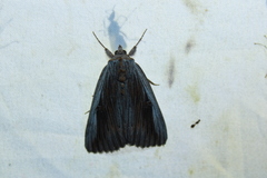 Catocala herodias gerhardi