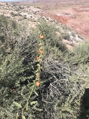 Sphaeralcea fendleri