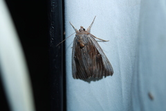 Catocala herodias gerhardi