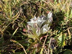 Gentiana algida