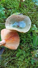 Lactarius deterrimus
