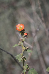 Sphaeralcea fendleri