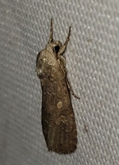 Spodoptera exigua