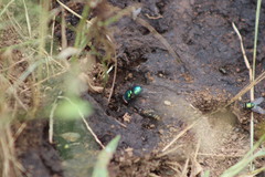 Chrysomya rufifacies